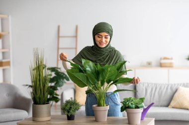 İçerideki ev bitkileriyle ilgilenen tesettürlü neşeli genç Arap kadın portresi. Bahçıvanlık, ev ortamları
