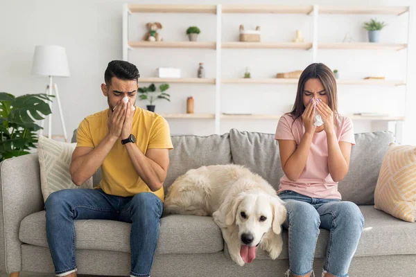 有感冒或流感病毒的多种族年轻夫妇，吹鼻涕，用纸巾，和他们的狗坐在沙发上 — 图库照片