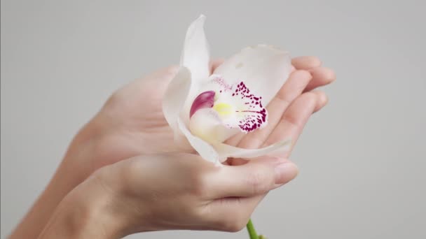 Primer plano de las manos femeninas sosteniendo la orquídea sobre fondo gris del estudio — Vídeos de Stock
