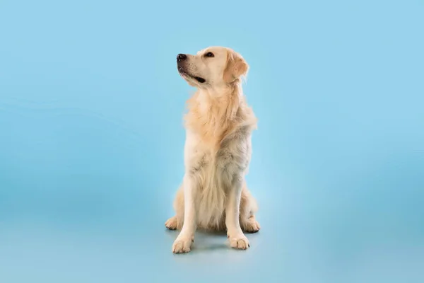 Портрет милой здоровой собаки, позирующей у синей стены студии — стоковое фото