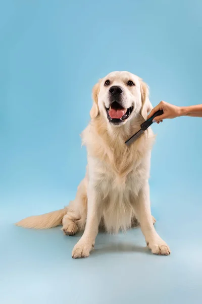 Portrait of cute healthy dog posing at blue studio wall — Stok Foto