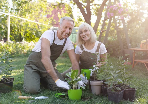 Freizeitkonzept für den Ruhestand. Glückliche Senioren pflanzen im Frühling Pflanzen im Garten und sitzen auf dem Hof — Stockfoto