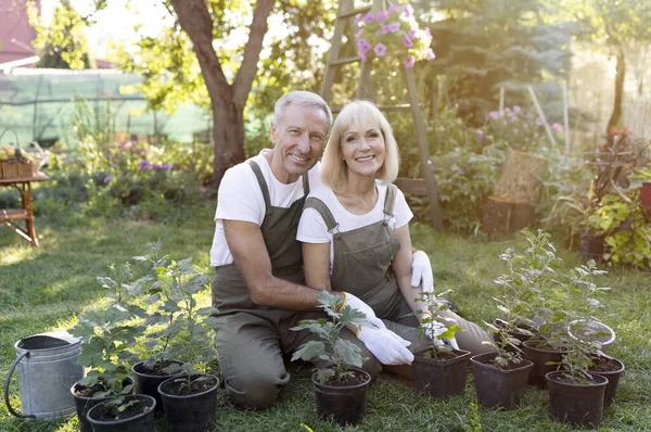 Amantes del jardín. Felices cónyuges mayores de jardinería juntos, trasplantando plantas de macetas, abrazando y sonriendo —  Fotos de Stock