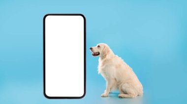 Mavi stüdyo duvarında poz veren sevimli sağlıklı köpek portresi.