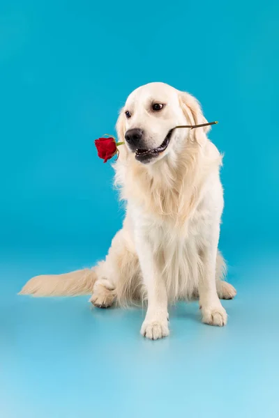 Портрет милой здоровой собаки с красной розой во рту — стоковое фото