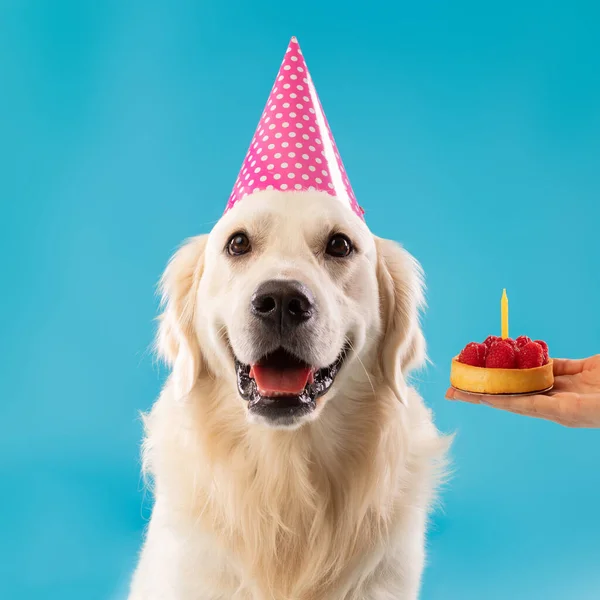 Ägare hälsning söt hund i fest hatt med tårta — Stockfoto