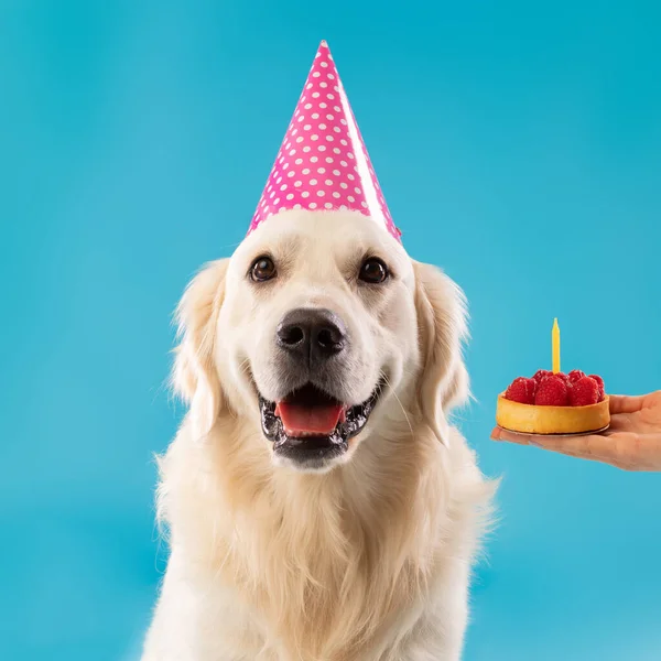 Proprietário saudação bonito cão em chapéu de festa com bolo — Fotografia de Stock