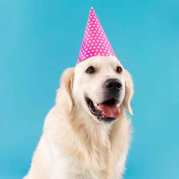 Portret van schattige gezonde hond poseren in feestmuts — Stockfoto