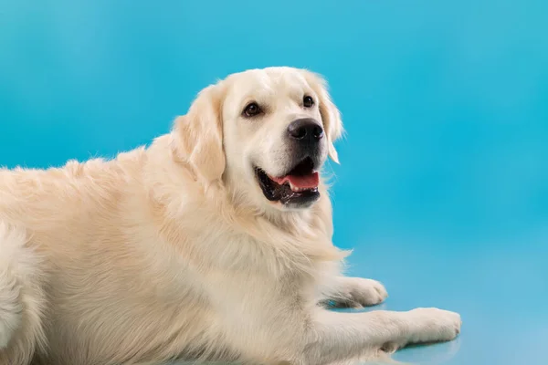 Портрет милой здоровой собаки в синей студии — стоковое фото