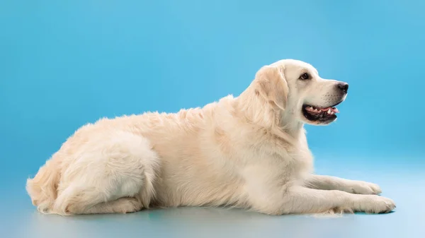 Портрет милой здоровой собаки, лежащей у синей стены студии — стоковое фото