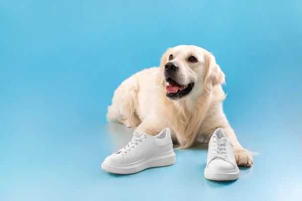 Портрет милой здоровой собаки, позирующей в обуви — стоковое фото