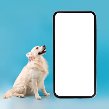 Kafasında müzik dinleyen sevimli, sağlıklı köpek portresi.