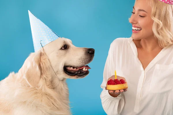 Vrouw groet leuke hond in feestmuts met taart — Stockfoto