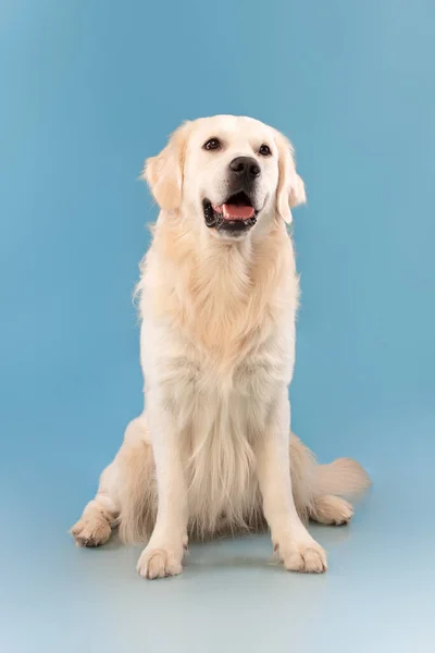 Retrato de cão saudável bonito posando na parede azul do estúdio — Fotografia de Stock