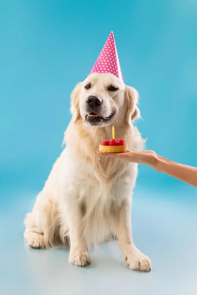 Ägare hälsning söt hund i fest hatt med tårta — Stockfoto