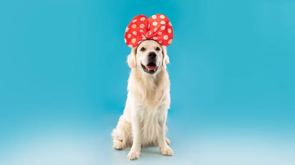 Портрет милой здоровой собаки, позирующей в повязке — стоковое фото