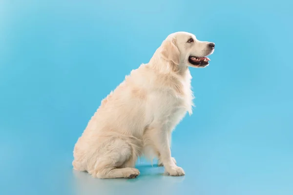 Portrét roztomilého zdravého psa pózujícího na zdi modrého studia — Stock fotografie
