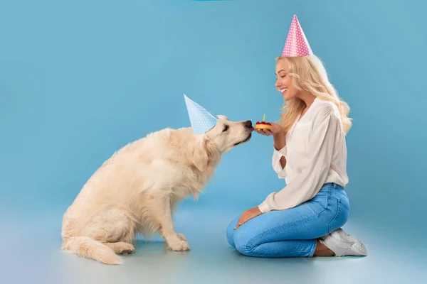 Parti şapkasıyla tatlı, sağlıklı köpeği pastayla selamlayan bir kadın. — Stok fotoğraf