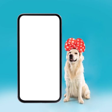 Saç bandında poz veren sevimli sağlıklı köpeğin portresi.