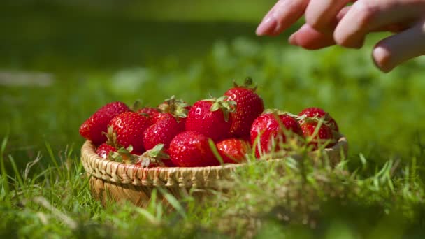 Un regalo de verano. Primer plano de la cesta con fresas orgánicas frescas sobre hierba verde de verano, mano femenina toma bayas — Vídeo de stock