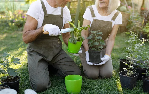 Yaşlı çiftler çiçek nakledip, birlikte bahçeyle uğraşıyorlar. Bitkilerle ilgilenmenin keyfini çıkarıyorlar. — Stok fotoğraf