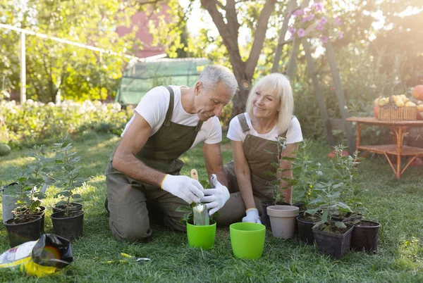 Felices cónyuges mayores de jardinería juntos en el patio, trasplantando flores y disfrutando el cuidado de las plantas —  Fotos de Stock