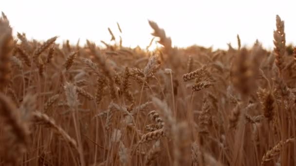 Rastreamento tiro de campo de trigo com hastes douradas maduras no pôr do sol — Vídeo de Stock