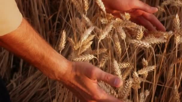 Harvesting Concept. Closeup Shot Of Male Hands Grabbing Wheat Ear Spikes — Stock Video