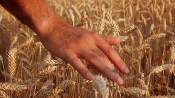 Closeup Shot Of Man Walking In Field And Touching Wheat Ear Spikes — Stock Video