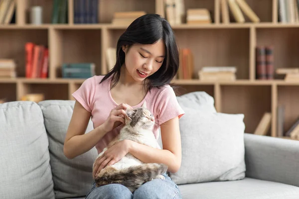 Young asian lady sitting on sofa in living room, holding fluffy cat, korean female owner giving pet healthy treats — ストック写真