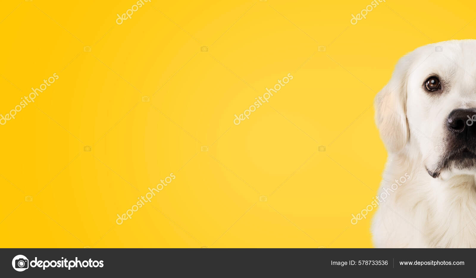 Half Face Studio Shot Beautiful Golden Retriever Dog Big Dark Stock Photo  by ©Milkos 578733536