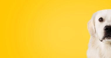 Büyük siyah gözlü, sarı arka planda oturan ve boş alan olan güzel golden retriever köpeğinin yarım yüz stüdyo çekimi.