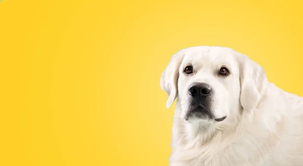 Portret Van Volwassen Golden Retriever Hond Geïsoleerd Gele Studio Achtergrond — Stockfoto