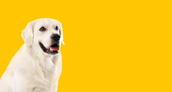 Stock image Adult calm golden retriever dog smiling, sitting with open mouth isolated over yellow studio background, looking away, panorama with free space