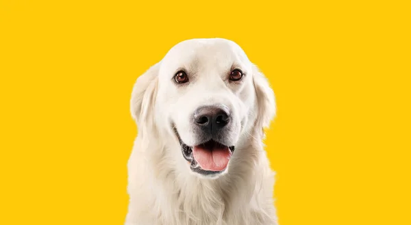 Retrato Cão Bonito Loiro Labrador Retriever Olhando Para Câmera Com — Fotografia de Stock