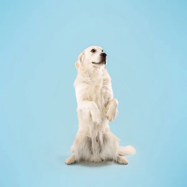 Persona Jugando Enseñando Perro Golden Retriever Dando Órdenes Cachorro Pie —  Fotos de Stock