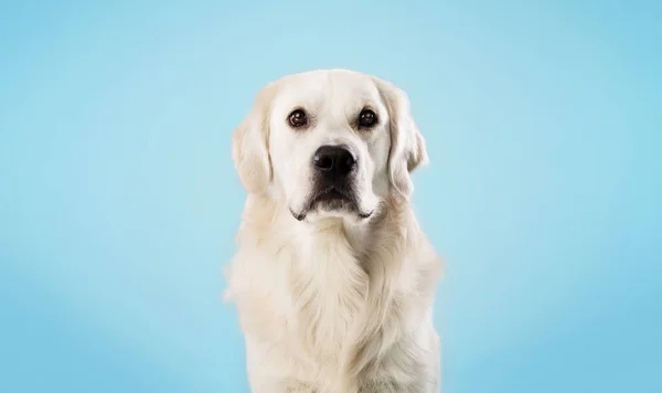 Portré Egészséges Labrador Kutya Néz Kamera Elszigetelt Felett Kék Stúdió — Stock Fotó
