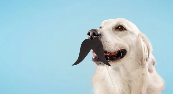 Retrato Perro Recuperador Oro Con Bigote Falso Negro Palo Sentado —  Fotos de Stock