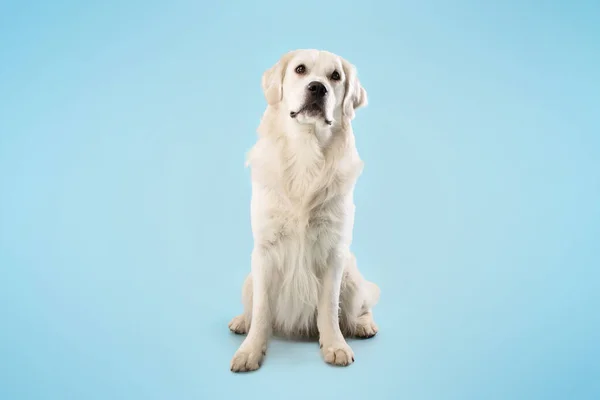 Lindo Perro Labrador Retriever Sentado Aislado Sobre Fondo Estudio Azul —  Fotos de Stock