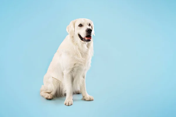 Lindo Perro Ladrador Descansando Mirando Hacia Otro Lado Sentado Suelo —  Fotos de Stock