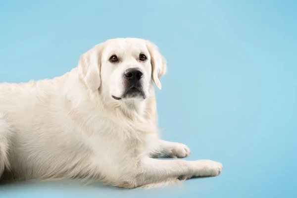 Retrato Perro Recuperador Oro Mirando Cámara Acostado Suelo Aislado Fondo —  Fotos de Stock