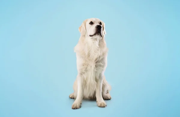 Портрет Золотистого Ретривера Собаки Сидящей Полу Изолированы Над Синей Стеной — стоковое фото