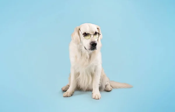 Портрет Собаки Лабрадора Красочных Очках Сидящей Полу Изолирован Над Синей — стоковое фото