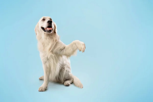 Adorável Cão Inteligente Golden Retriever Sorrindo Dando Alto Cinco Sentado — Fotografia de Stock