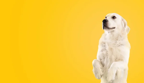 Dog Training Concept Cute Golden Retriever Standing Hind Legs Looking — Stok fotoğraf