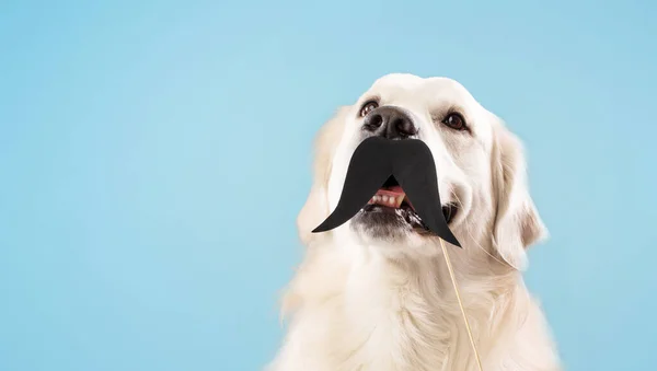 Funny Labrador Dog Black Fake Mustache Stick Posing Isolated Blue — стоковое фото