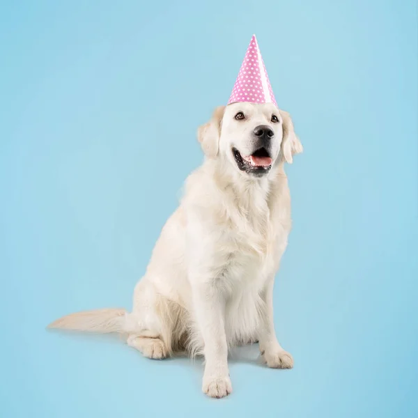 Happy Golden Retriever Dog Having Birthday Wearing Party Hat Sitting — стоковое фото