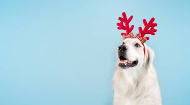 Adorable golden retriever dog wearing funny red deer horns sitting isolated on blue studio background wall, panorama with free space. Cute labrador celebrating holiday, banner
