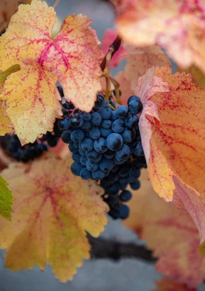 Outono Uvas Maduras Num Ramo Com Folhas Amarelas — Fotografia de Stock