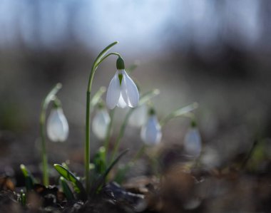 Ormanda ilk kar damlaları açtı.
